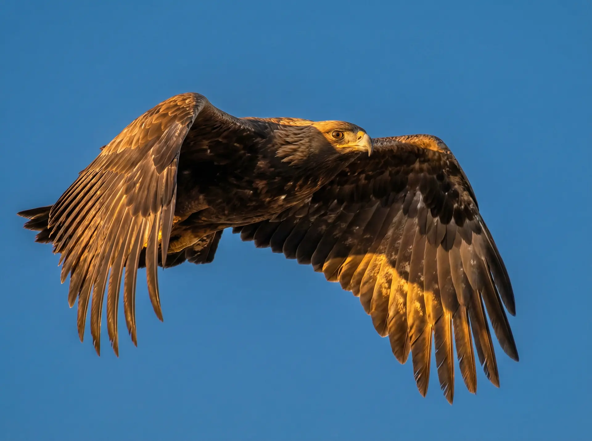 我爱搞 精选 - 飞翔中的金雕野生动物摄影